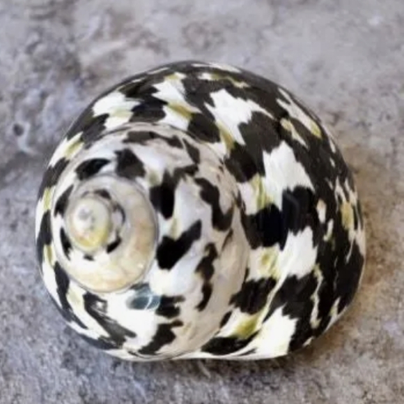 West Indian Magpie shell earrings - handmade in the Caribbean - Picture 14 of 14